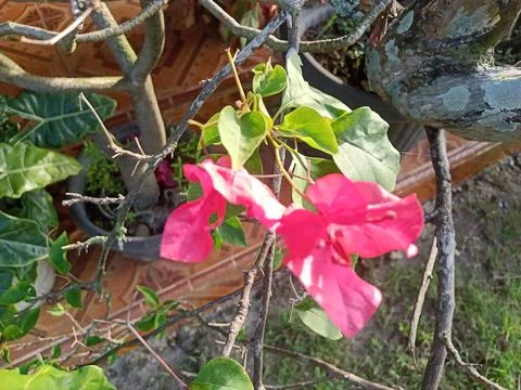 Decorative flowers 스톡 사진