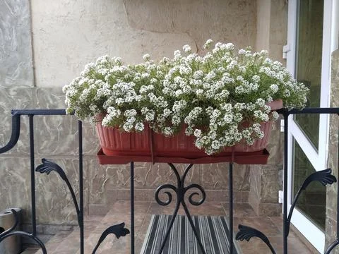 Decorative flowers Stock Photos