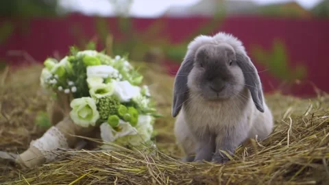 Decorative fluffy gray-white rabbit sits on the hay near the wedding bouquet Stock Footage 149156215