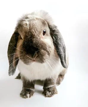 Decorative fold small white rabbit sits on a white background. Stock Photos