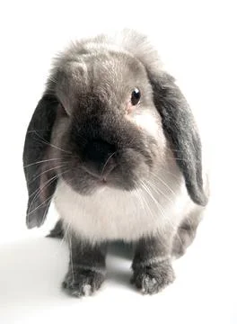 Decorative fold small white rabbit sits on a white background. Stock Photos