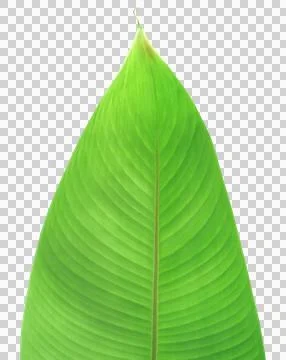 Decorative foliage Stock Photos