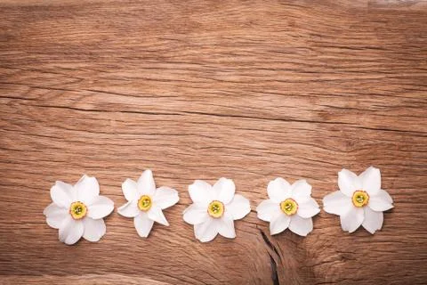 Decorative frame of dafodils Stock-Fotos