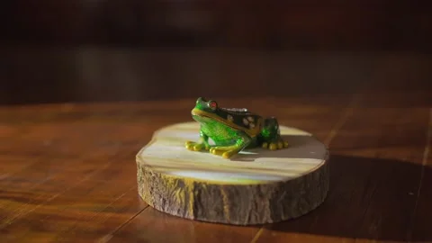 Decorative frog on a wooden presentation base Stock Footage 154297444