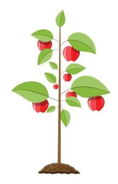 Decorative fruit tree. Illustrazione stock