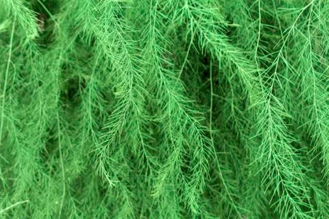 Decorative fur-tree texture Stock Photos