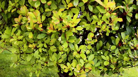 Decorative garden greenery. Video stock 152956563