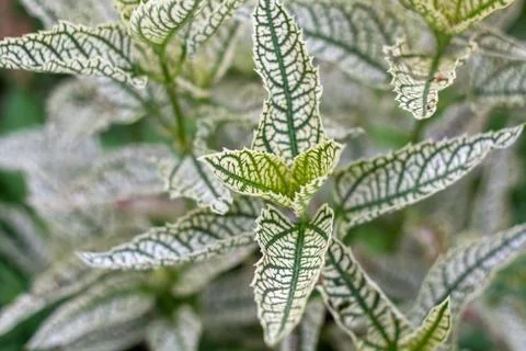 Decorative garden plants, light leaf with green veins, Natural blurred backgr Stock Photos