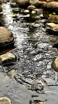 Decorative Garden Stream with Koi Foto stock