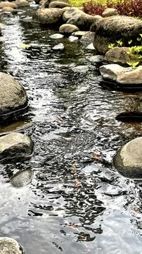 Decorative Garden Stream with Koi Foto stock