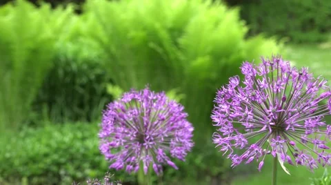 Decorative garlic flower bloom move in wind. closeup shot. 4K Stock Footage 59769116