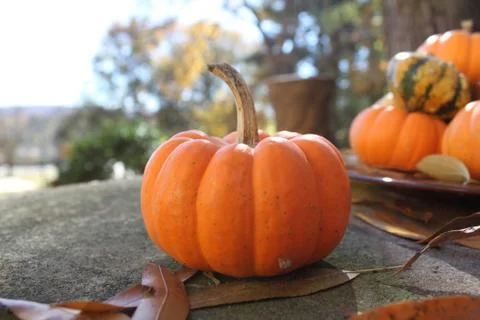 Decorative Gourd Stock Photos