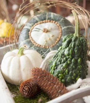 Decorative gourds Stock Photos