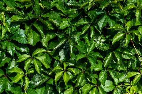 Decorative grape leaves background texture Stock Photos