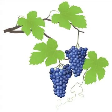 Decorative grape vine Stock Illustration