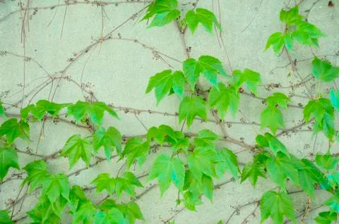 Decorative grapes Stock Photos