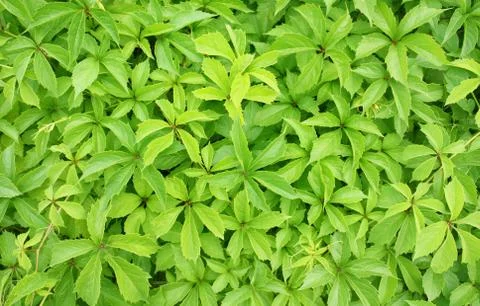 Decorative grapevine Stock Illustration