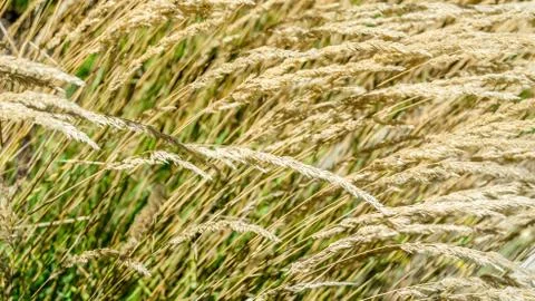 Decorative grass background Stock Photos