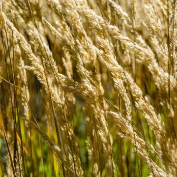 Decorative grass background Stock Photos