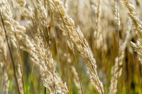 Decorative grass background Stock Photos