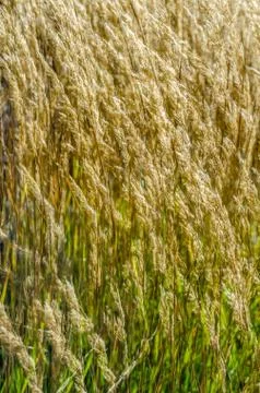 Decorative grass background Stock Photos