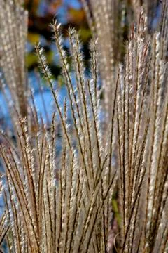 Decorative grass closeup Stock Photos