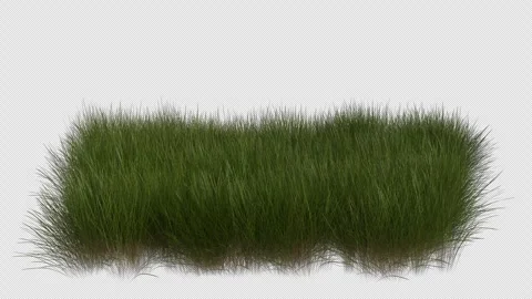 Decorative Grass Field blowing in the wind Loop Animation. Alpha Channel. Loop Stock Footage 309845137