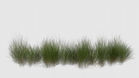 Decorative Grass Field blowing in the wind Loop Animation. Alpha Channel. Loop Stock Footage 309845176