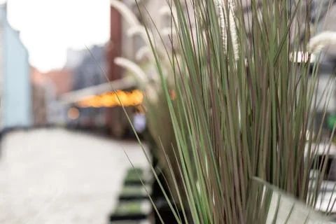 Decorative grass in flowerpot on the background of the empty old town square  Stock Photos