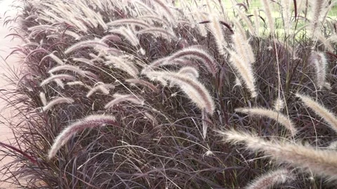 Decorative Grass Stock Footage 134730217