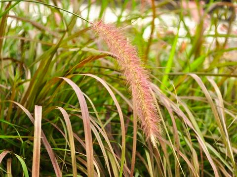 Decorative grass Stock Photos