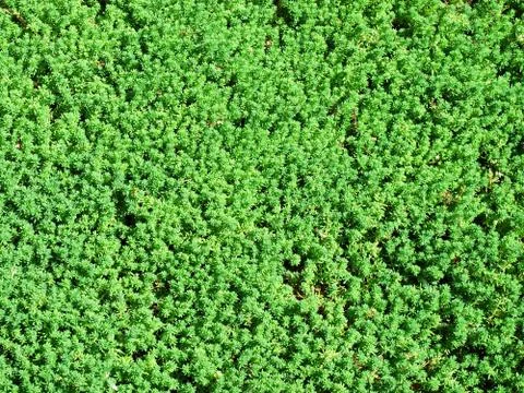 Decorative grass Stock Photos