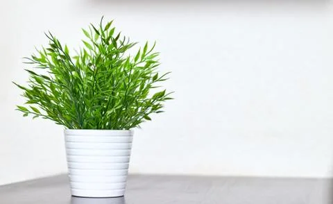 Decorative grass in a pot close-up on the table on a white background. Copy s Stock Photos