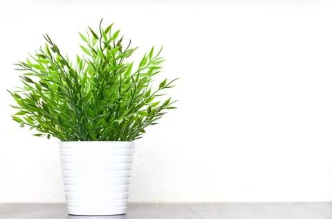 Decorative grass in a pot close-up on the table on a white background. Copy s Stock Photos