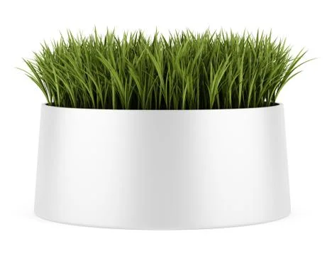 Decorative grass in pot isolated on white background Stock Illustration