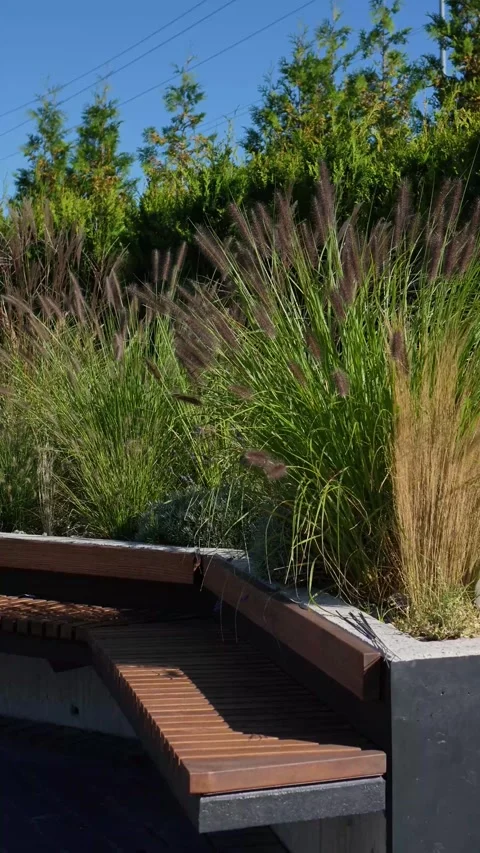 Decorative grass with spikelets sways in the wind near the bench. recreational e Stock Footage 318932691