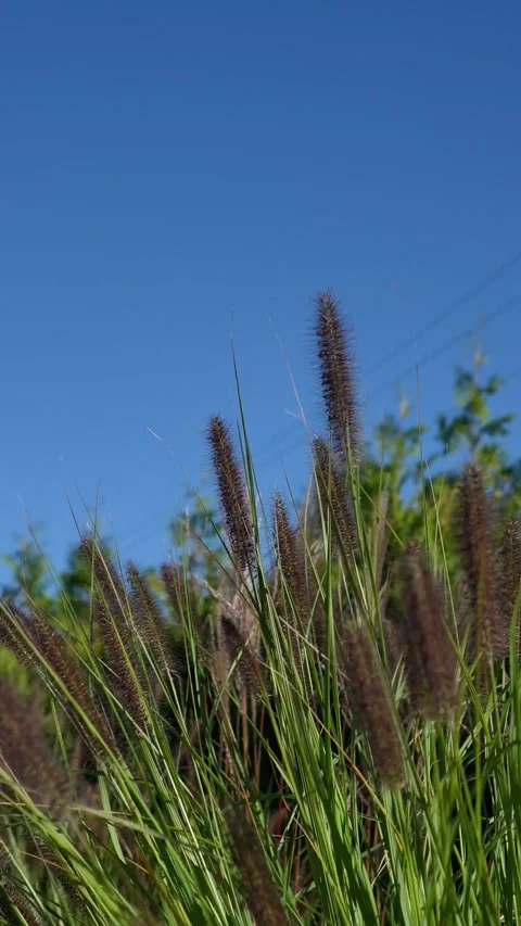 Decorative grass with spikelets sways in the wind near the bench. recreational e Stock Footage 318932697