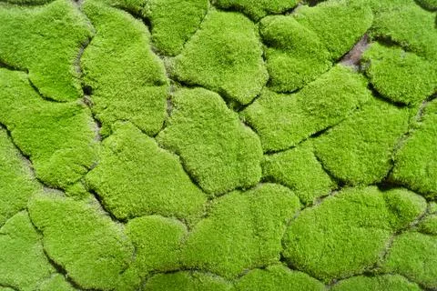 Decorative grass texture Stock Photos