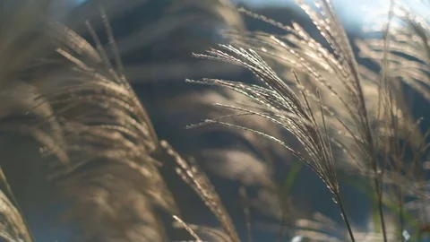 Decorative grass waving slowly 스톡 동영상 96421708