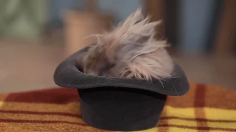 Decorative gray rabbit in a hat on the table Stockbeeldmateriaal 114509453