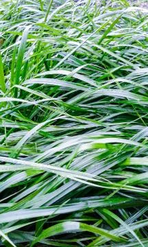 Decorative green grass Stock Photos