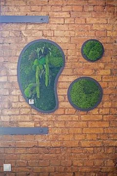 Decorative green moss decorating sections of a brick wall in the interest Stock Photos
