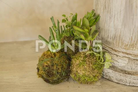 Decorative green shrub in form of ball Stock Photos