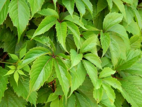 Decorative growing hops on the wall closeup Stock Photos