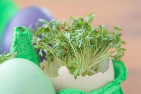 Decorative handmade easter egg present box with eggs and cress. Beautiful dec Stock Photos