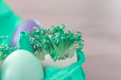 Decorative handmade easter egg present box with eggs and cress. Beautiful dec Stock Photos