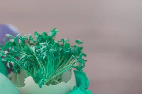 Decorative handmade easter egg present box with eggs and cress. Beautiful dec Stock Photos