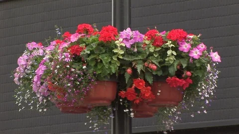 Decorative hanging flower baskets on pole in Kingston upon Hull, UK Stock Footage 105328379