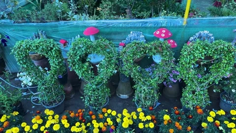 Decorative Heart Shaped Topiary Plants in Nursery for Sale Stock Footage 333894798