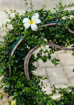Decorative hedge II Stock Photos